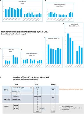 Comparative Analysis of the Circular Transcriptome in Muscle, Liver, and Testis in Three Livestock Species